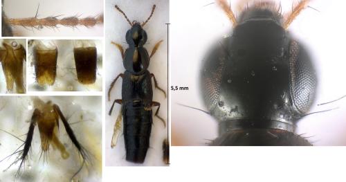 Quedius persimilis